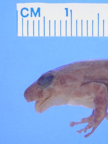 Media type: image; Herpetology A-13052